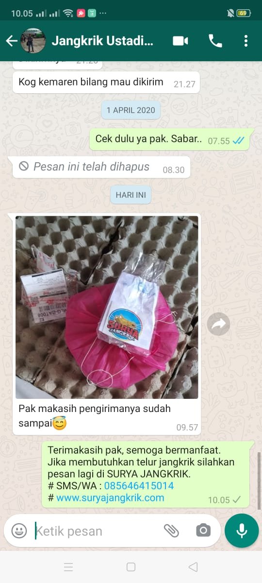 jangkrik bertelur